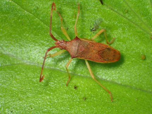 Gonocerus insidiator